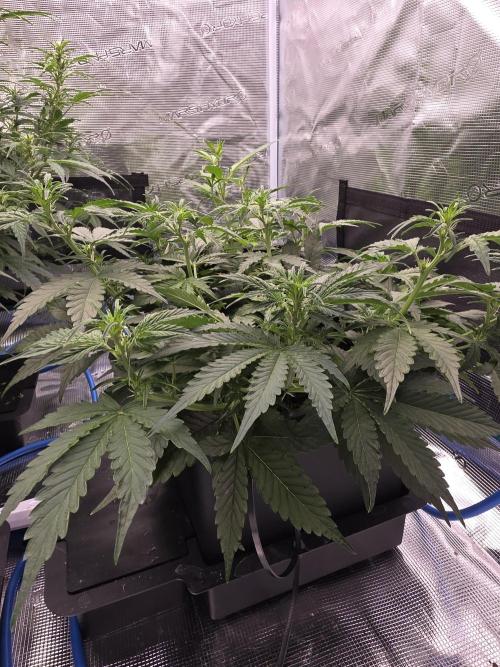 4x 42fastbuds mixed autoflower run#1. Week 3