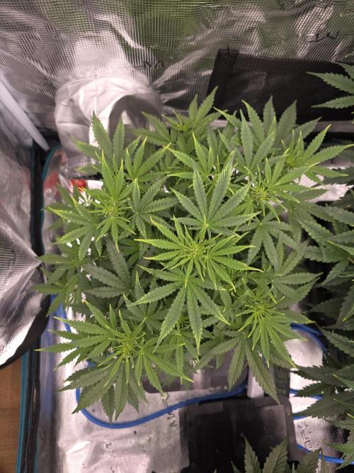 4x 42fastbuds mixed autoflower run#1. Week 3