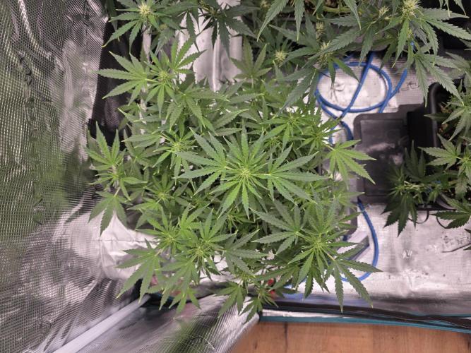 4x 42fastbuds mixed autoflower run#1. Week 4