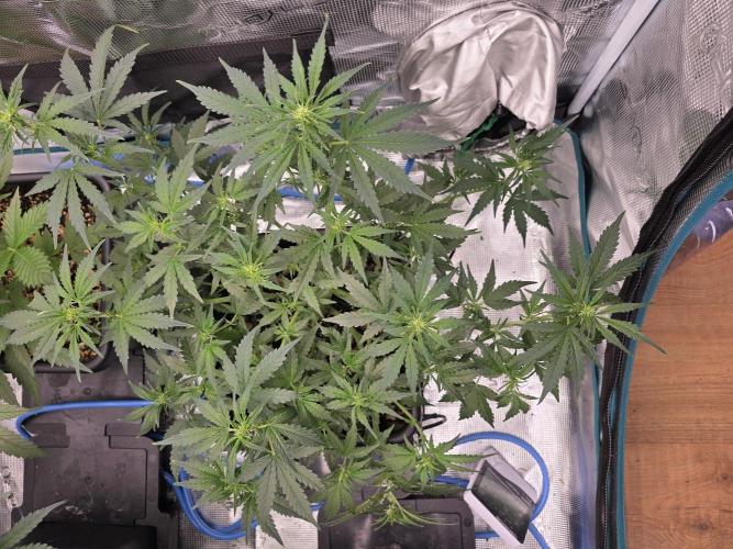 4x 42fastbuds mixed autoflower run#1. Week 4