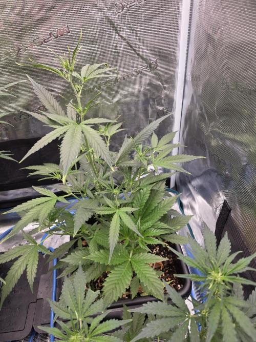 4x 42fastbuds mixed autoflower run#1. Week 4