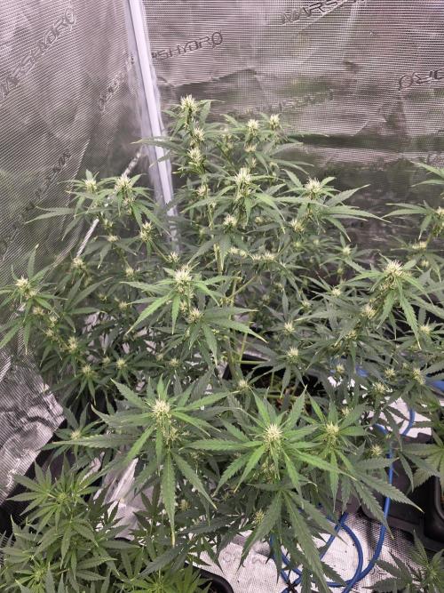 4x 42fastbuds mixed autoflower run#1. Week 4