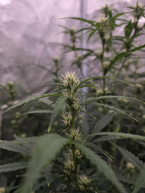 4x 42fastbuds mixed autoflower run#1. Week 4