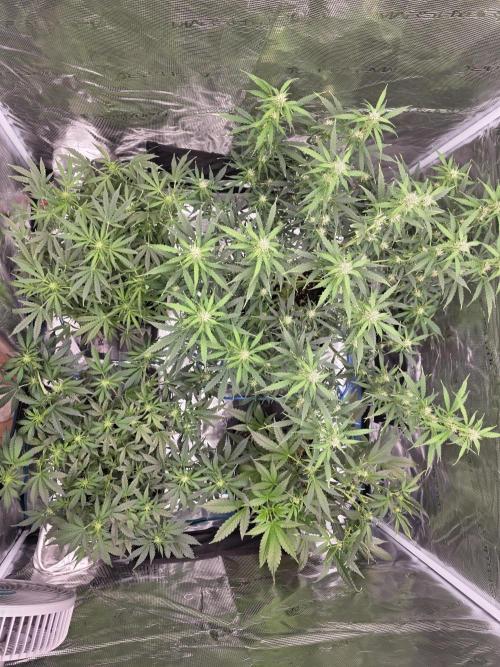 4x 42fastbuds mixed autoflower run#1. Week 4