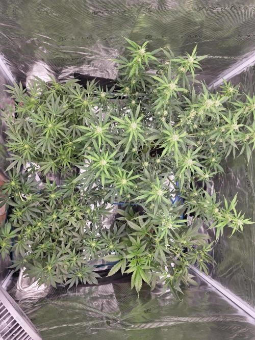 4x 42fastbuds mixed autoflower run#1. Week 4