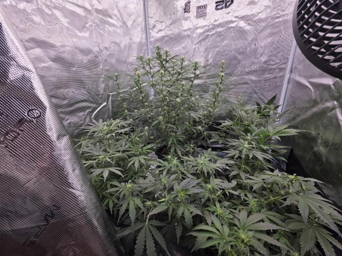 4x 42fastbuds mixed autoflower run#1. Week 4