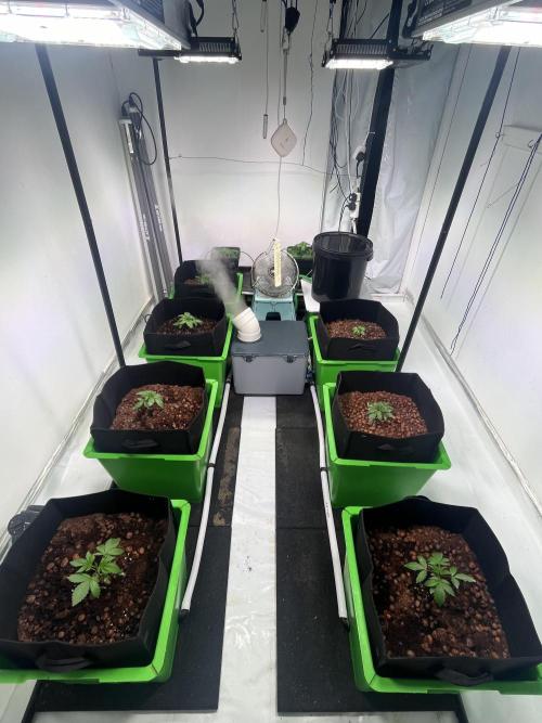 First run with the new Telos Dynamics. Week 1