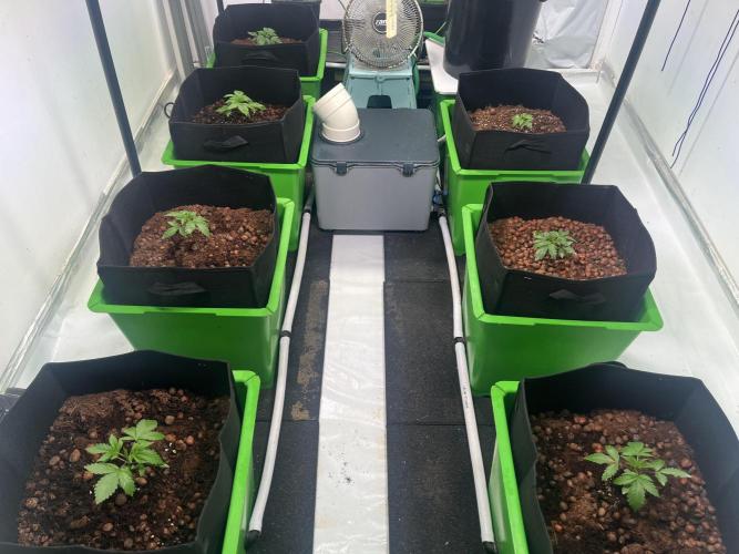 First run with the new Telos Dynamics. Week 1