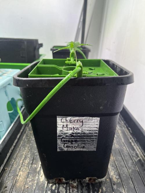 First run with the new Telos Dynamics. Week 1