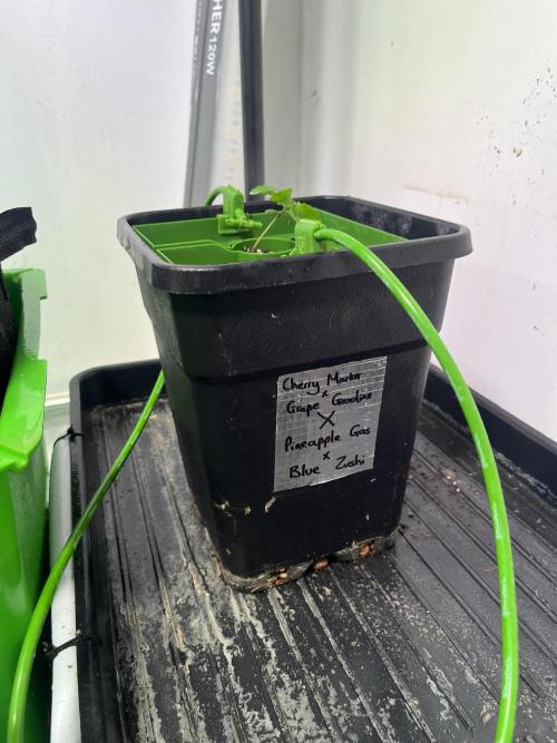 First run with the new Telos Dynamics. Week 1