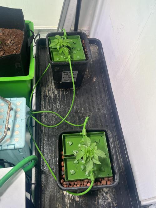 First run with the new Telos Dynamics. Week 1