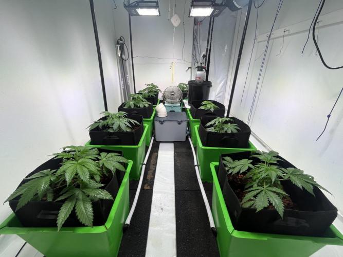 First run with the new Telos Dynamics. Week 2