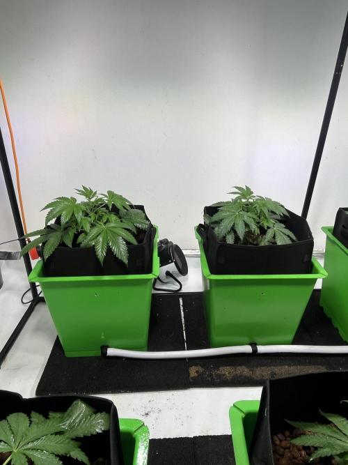 First run with the new Telos Dynamics. Week 2