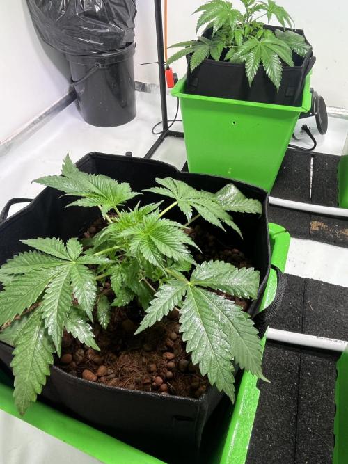 First run with the new Telos Dynamics. Week 2