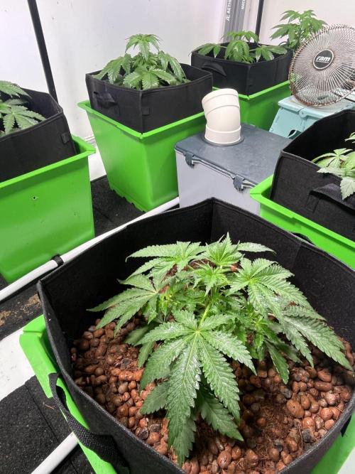 First run with the new Telos Dynamics. Week 2