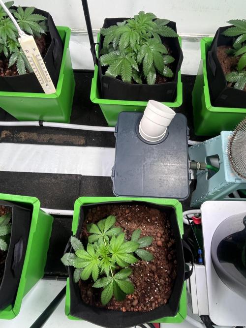 First run with the new Telos Dynamics. Week 2