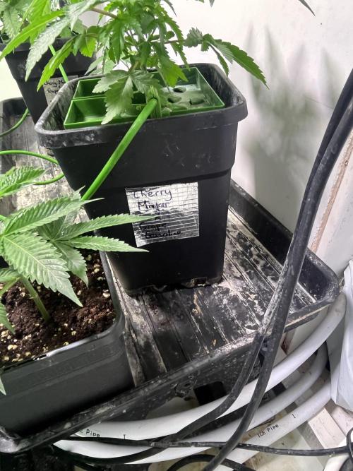 First run with the new Telos Dynamics. Week 2