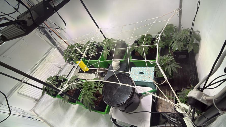 First run with the new Telos Dynamics. Week 3