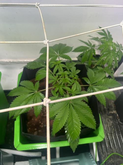 First run with the new Telos Dynamics. Week 3