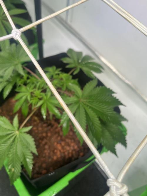 First run with the new Telos Dynamics. Week 3