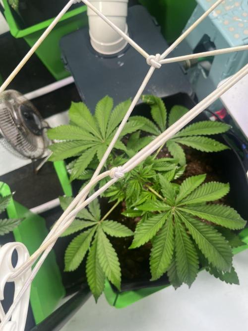 First run with the new Telos Dynamics. Week 3