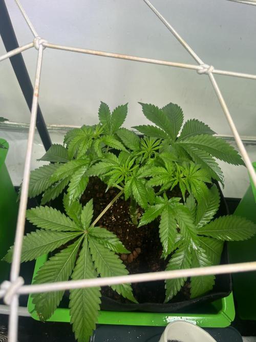 First run with the new Telos Dynamics. Week 3