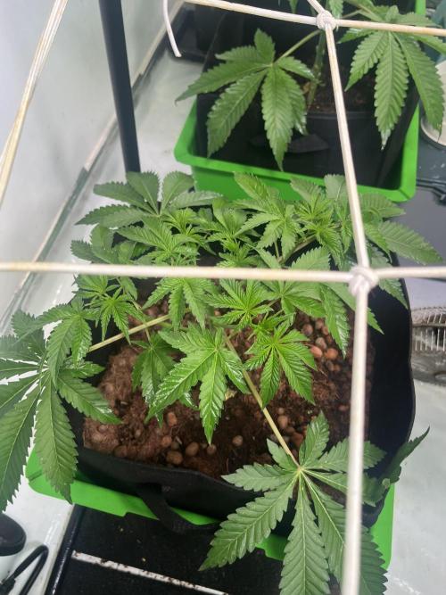 First run with the new Telos Dynamics. Week 3