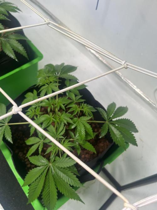 First run with the new Telos Dynamics. Week 3