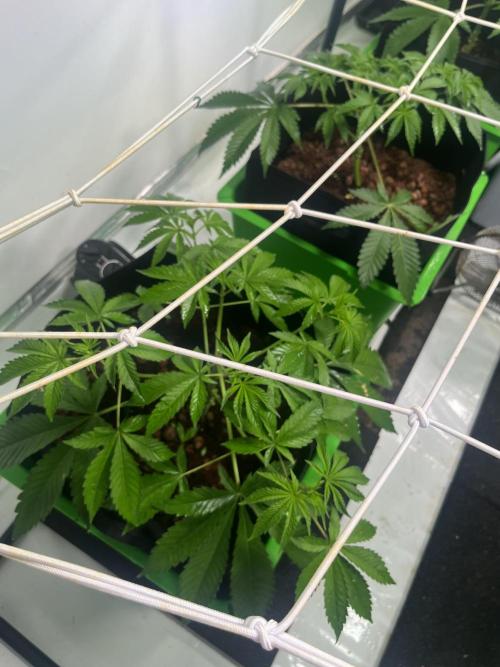 First run with the new Telos Dynamics. Week 3