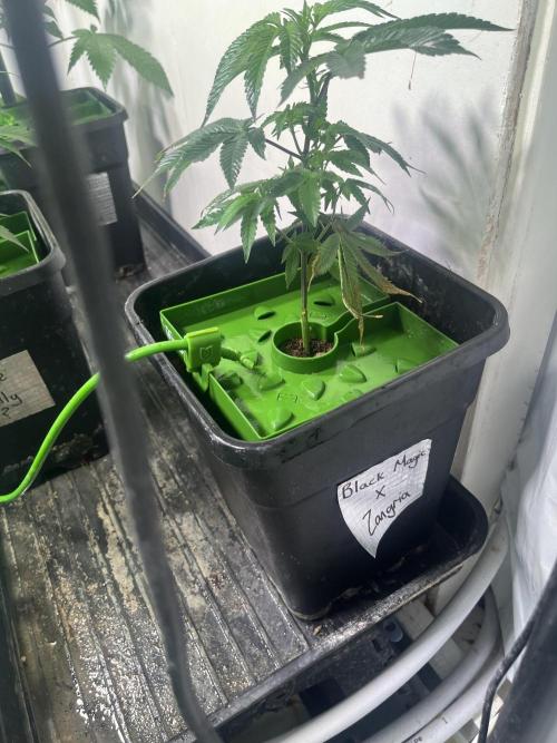 First run with the new Telos Dynamics. Week 3