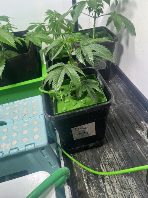 First run with the new Telos Dynamics. Week 3