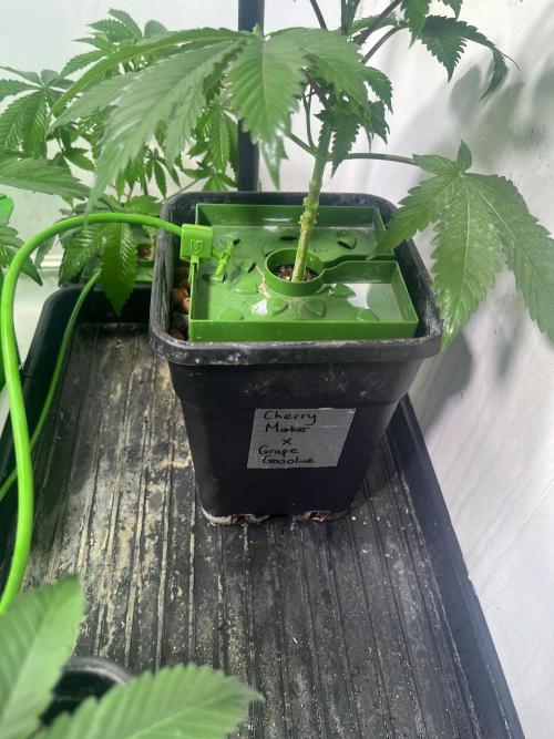 First run with the new Telos Dynamics. Week 3