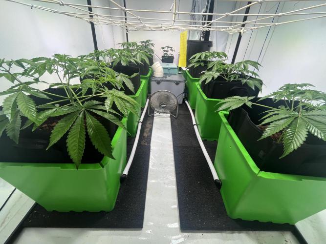 First run with the new Telos Dynamics. Week 3