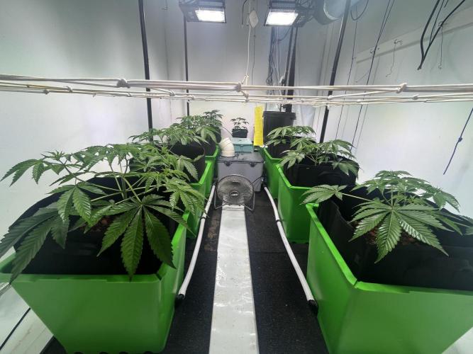 First run with the new Telos Dynamics. Week 3