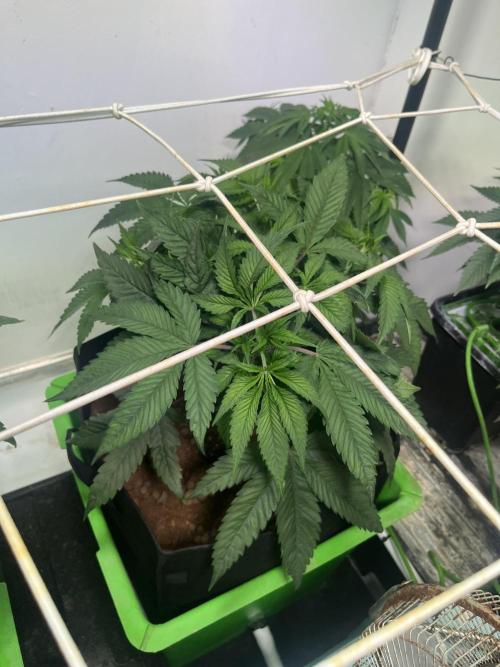 First run with the new Telos Dynamics. Week 4