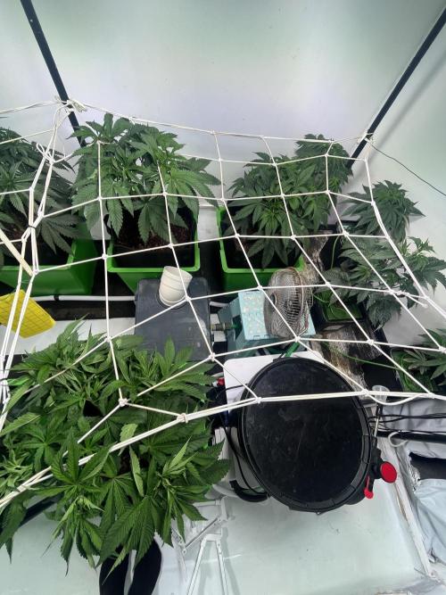 First run with the new Telos Dynamics. Week 4