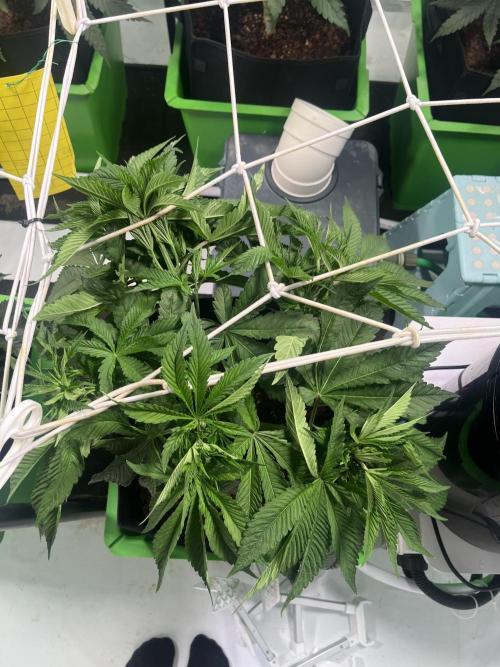 First run with the new Telos Dynamics. Week 4