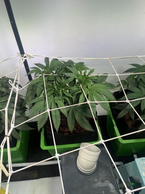 First run with the new Telos Dynamics. Week 4