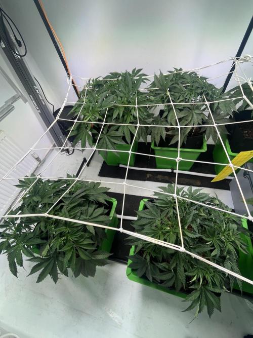 First run with the new Telos Dynamics. Week 4