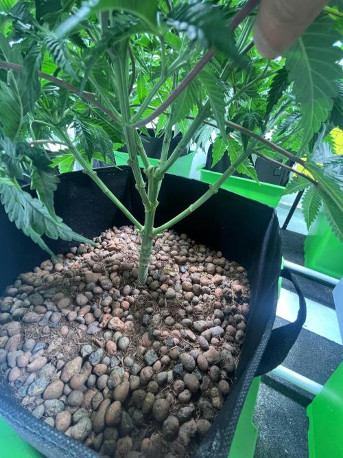 First run with the new Telos Dynamics. Week 4