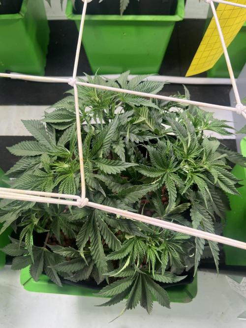 First run with the new Telos Dynamics. Week 4