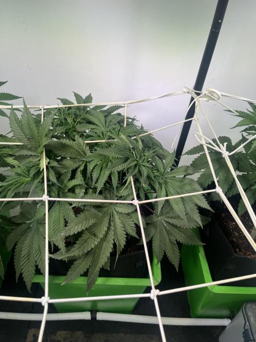 First run with the new Telos Dynamics. Week 4