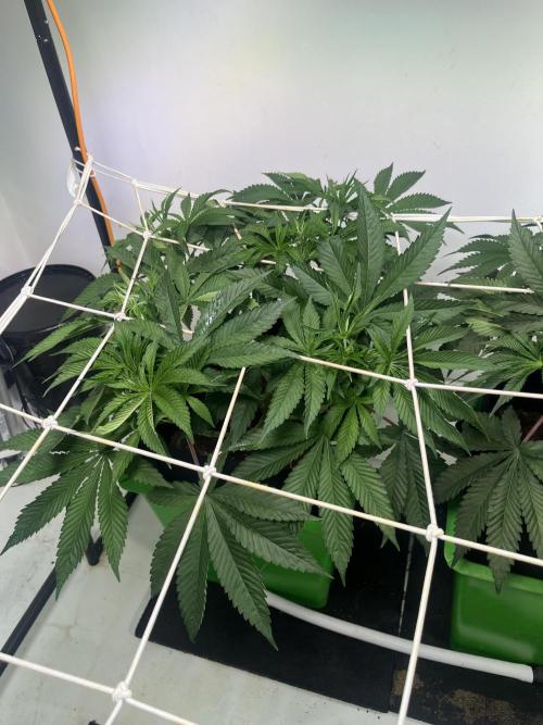 First run with the new Telos Dynamics. Week 4