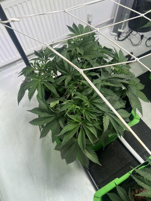 First run with the new Telos Dynamics. Week 4