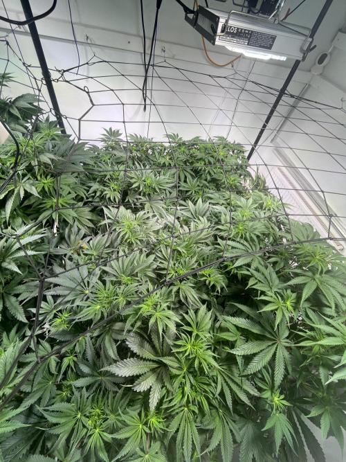 First run with the new Telos Dynamics. Week 5