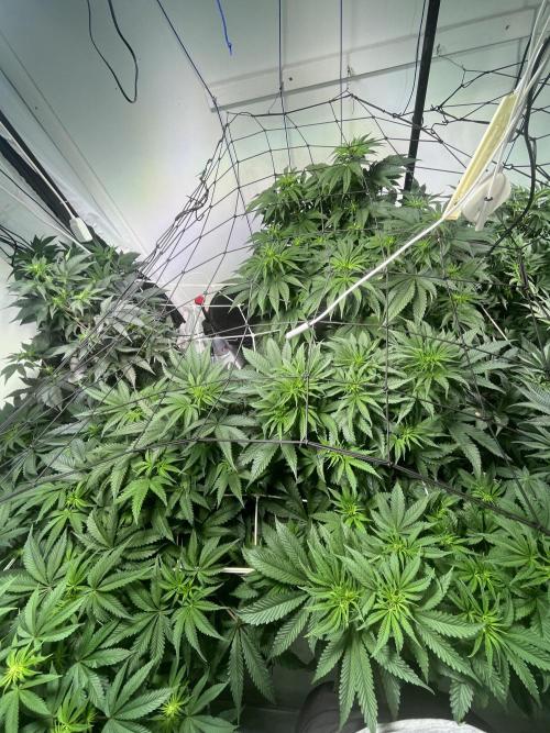 First run with the new Telos Dynamics. Week 5