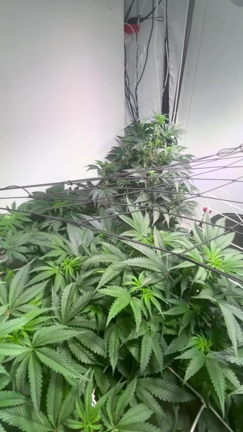 First run with the new Telos Dynamics