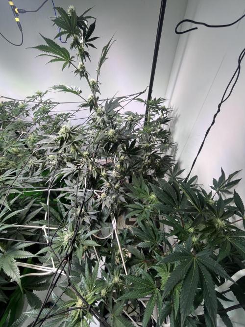 First run with the new Telos Dynamics. Week 7