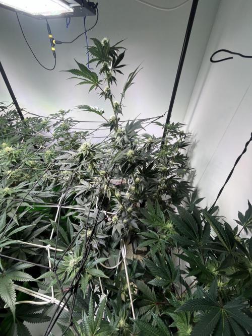 First run with the new Telos Dynamics. Week 7