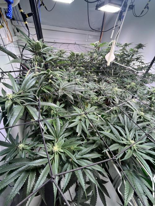 First run with the new Telos Dynamics. Week 7